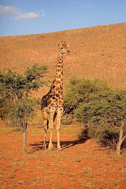 Southern giraffe
