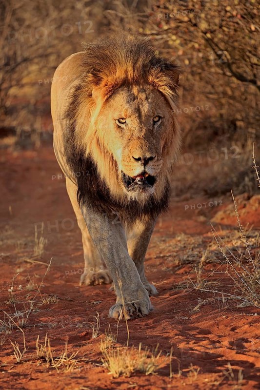Kalahari lion