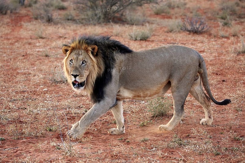 Kalahari lion