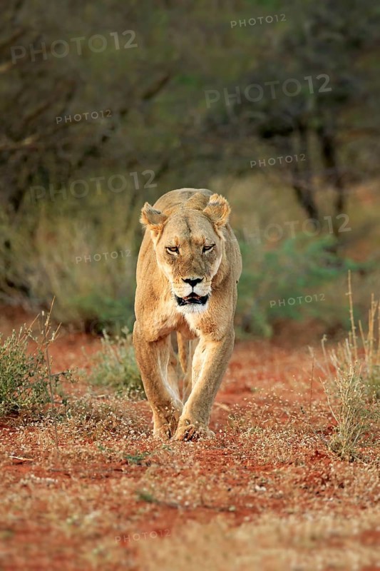 Lioness