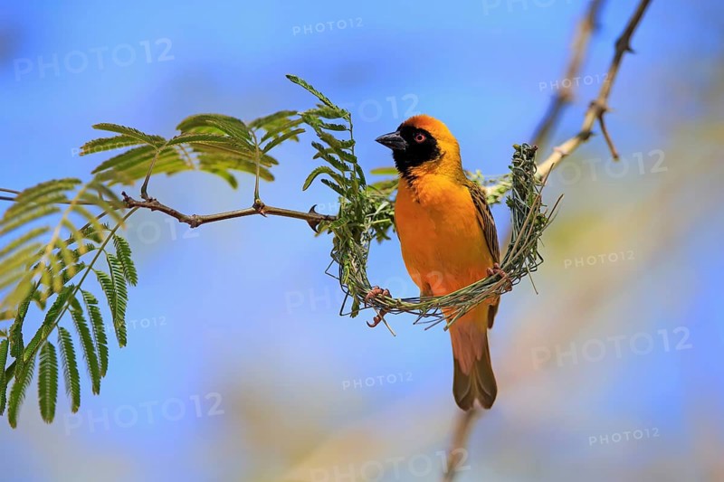 Southern Masked Weaver