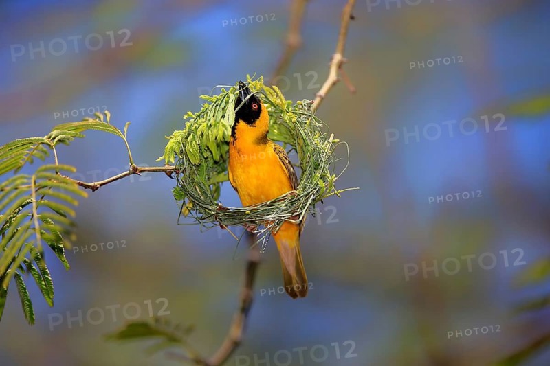 Southern Masked Weaver