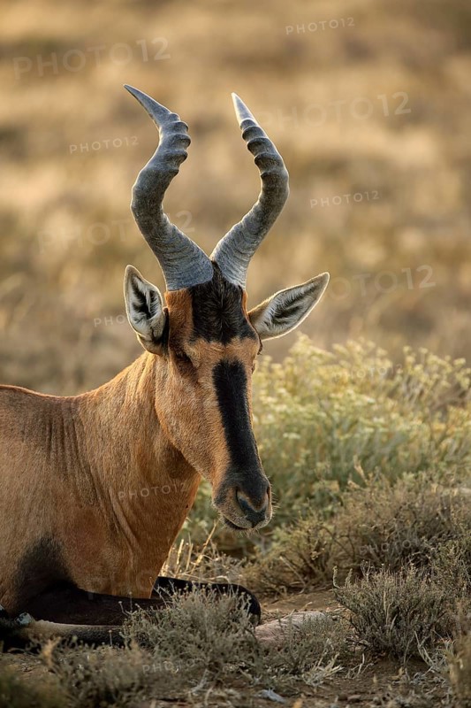 South African Hartebeest