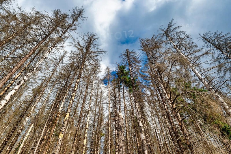Dead Spruces