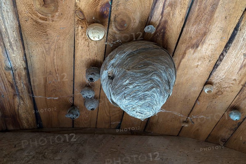 Wasp nests on a wooden ceiling