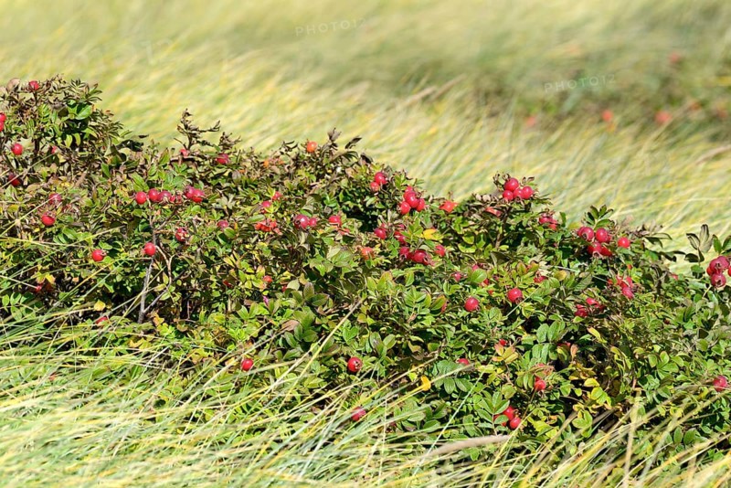 Rugosa rose