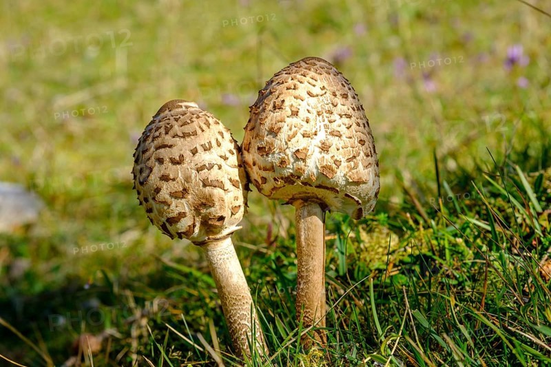 Parasol mushrooms