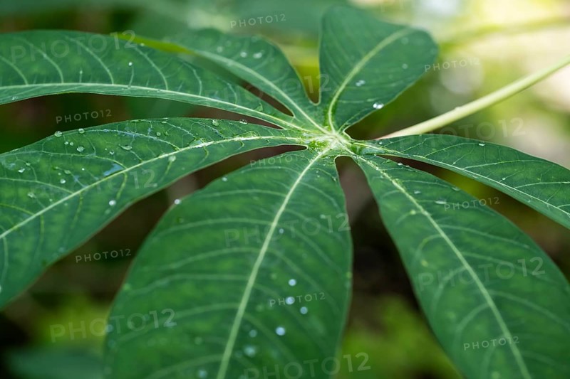 Leaf of Cassava