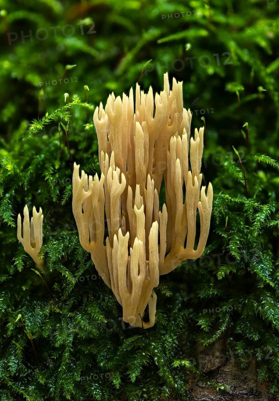 Ramaria flaccida