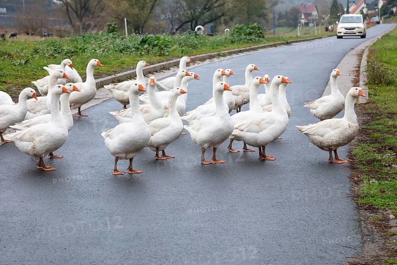 White Domestic geese