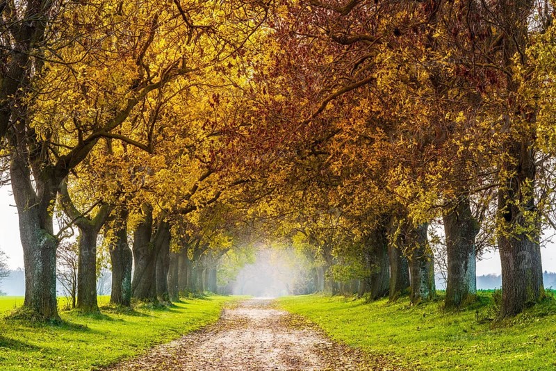 Field path through avenue with ashes