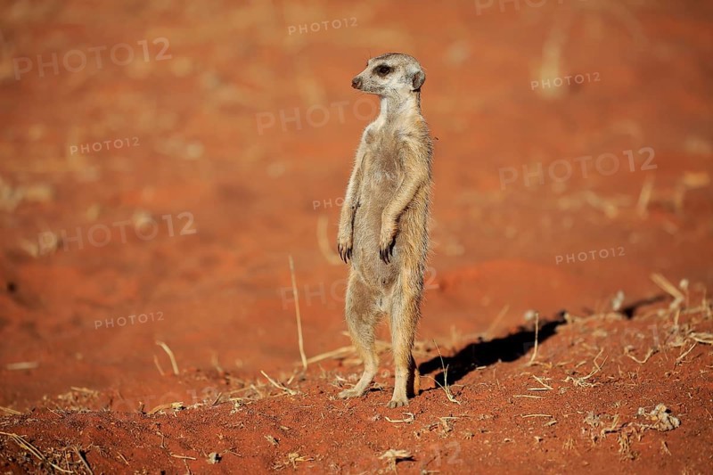 Meerkat