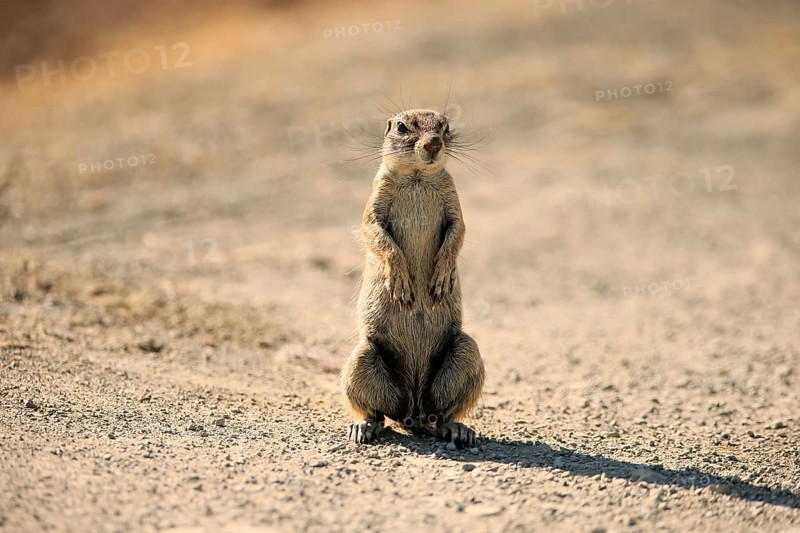 Cape ground squirrel