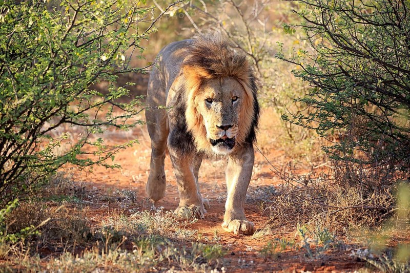 Kalahari lion