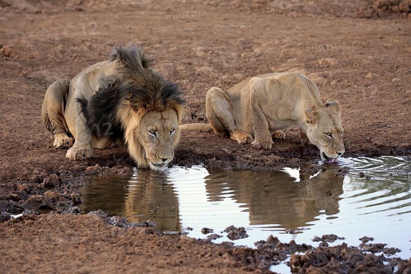 Lions