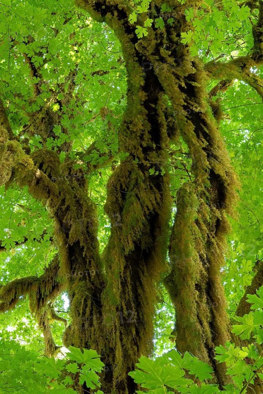 Rainforest in Hoh Rainforest