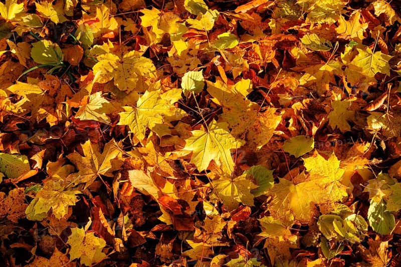 Yellow maple leaves