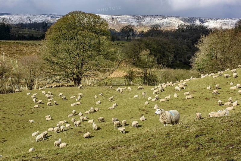 Sheep