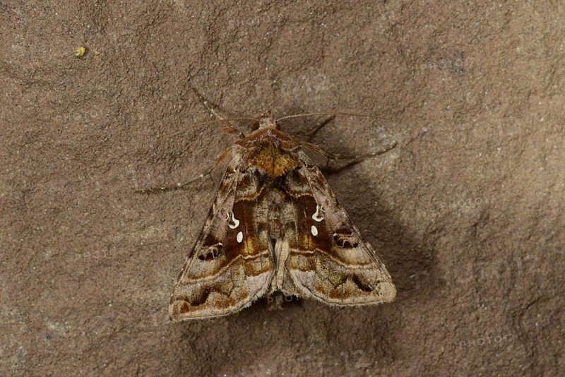 Beautiful Golden Y Moth