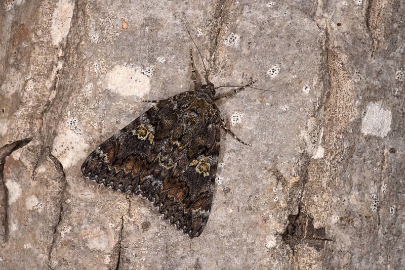 Dark Crimson Underwing
