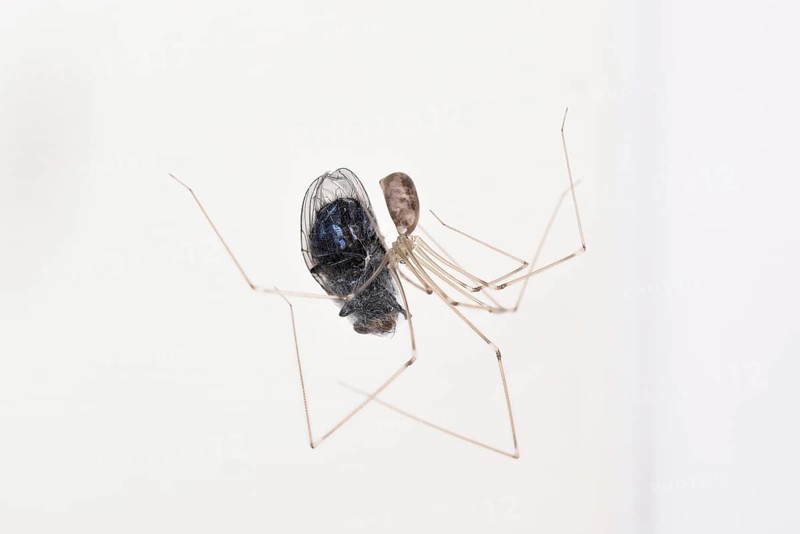 Long-legged Cellar Spider