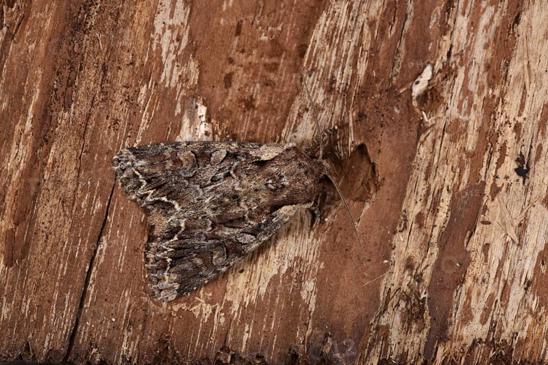 Light Brocade Moth