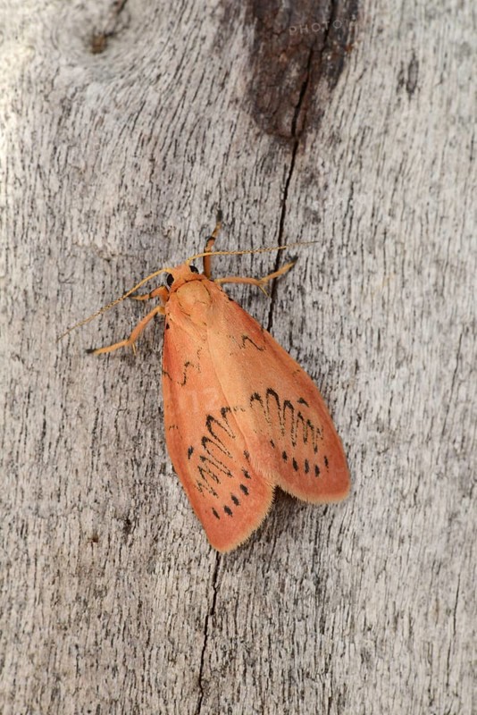Rosy Footman Moth