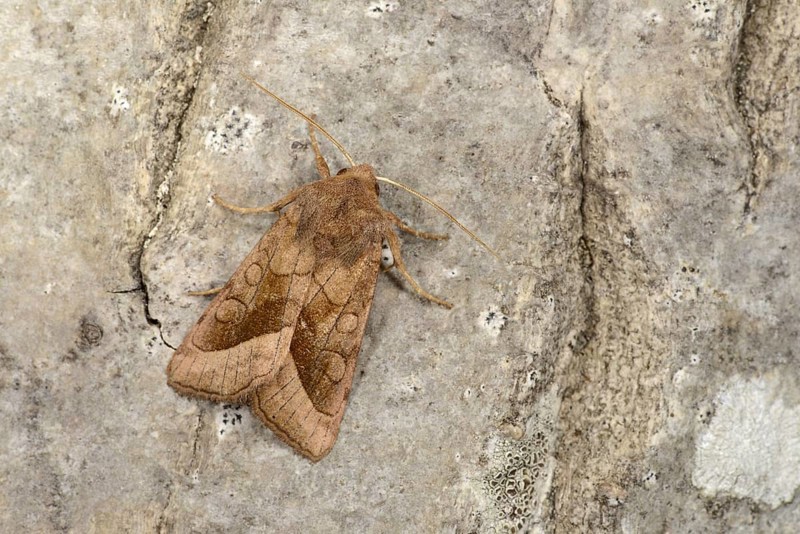 Rosy Rustic Moth