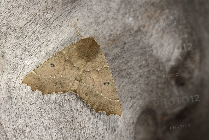 Scalloped Hazel Moth
