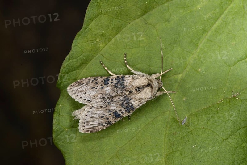 Wormwood Moth