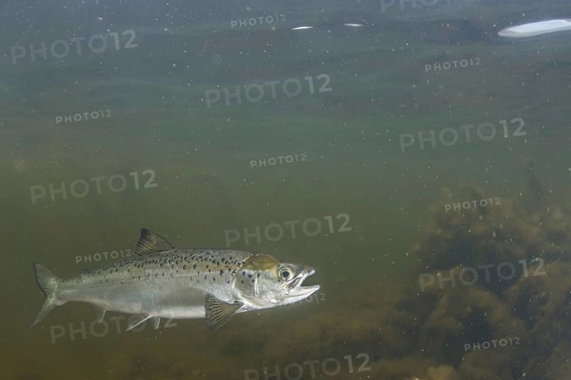Atlantic salmon