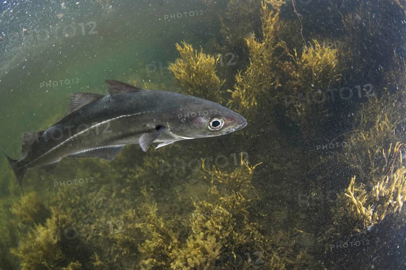 Coalfish