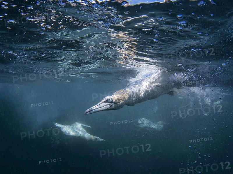 Northern gannet
