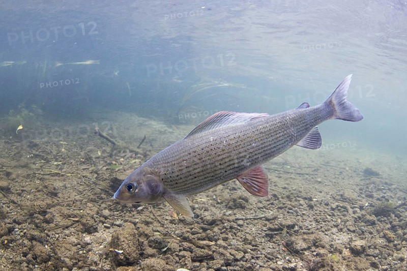 Grayling