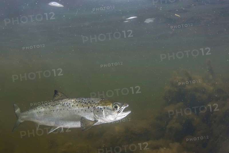 Atlantic salmon