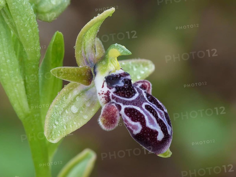 Cyprus Bee Orchid