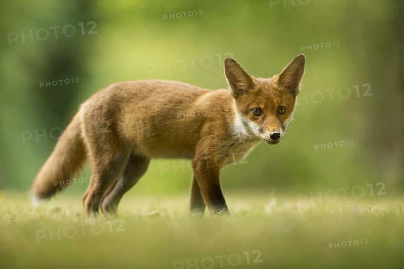 European Red Fox
