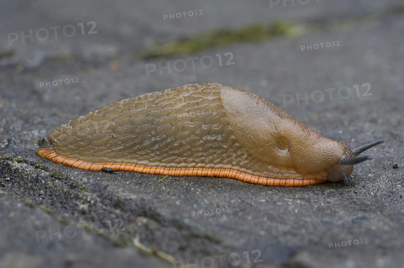Red Slug