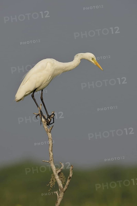 Eastern Great Egret