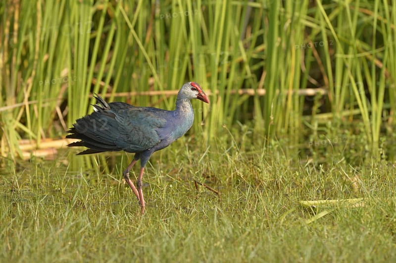 Grey-headed Swamphen
