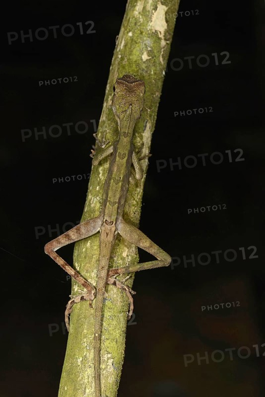 Brown-patched Kangaroo Lizard