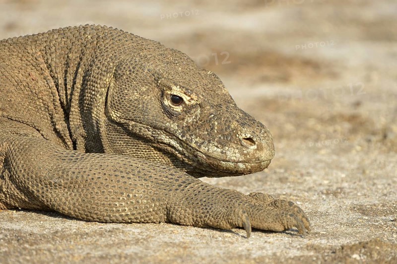 Komodo Dragon