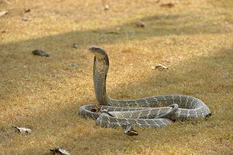 King Cobra
