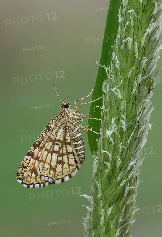 Latticed Heath Moth