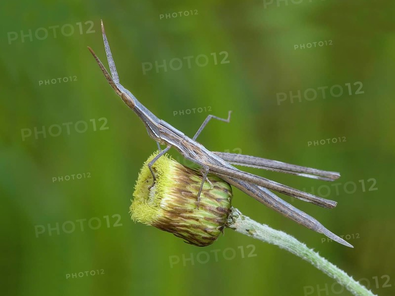 Mediterranean Slant-faced Grasshopper