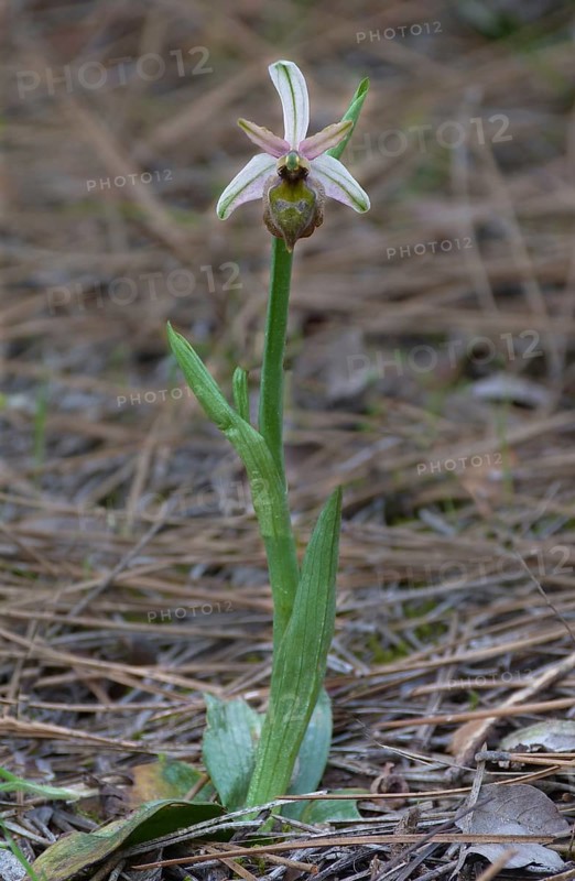 Elagant Orchid