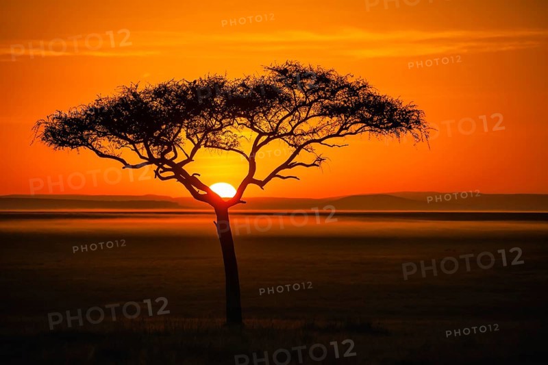 Silhouette of umbrella thorn acacia