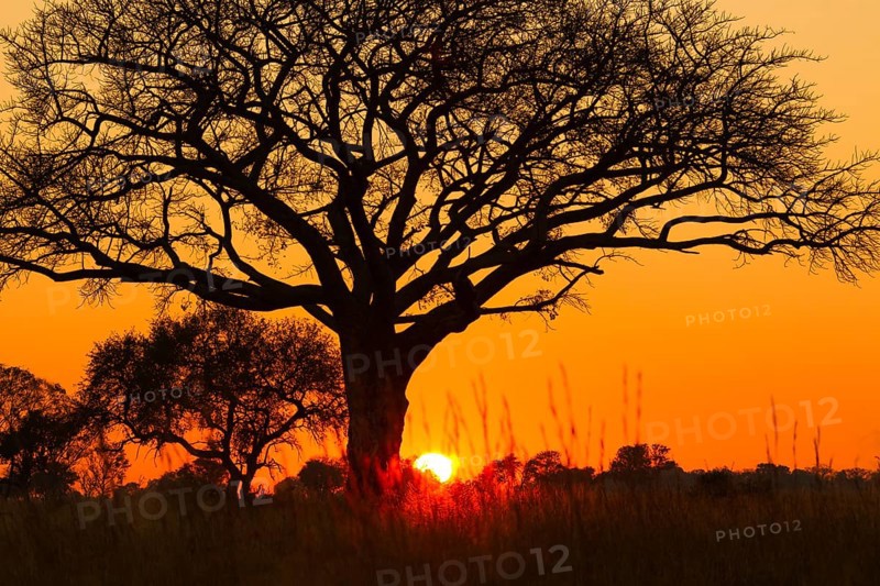Silhouette of umbrella thorn acacia