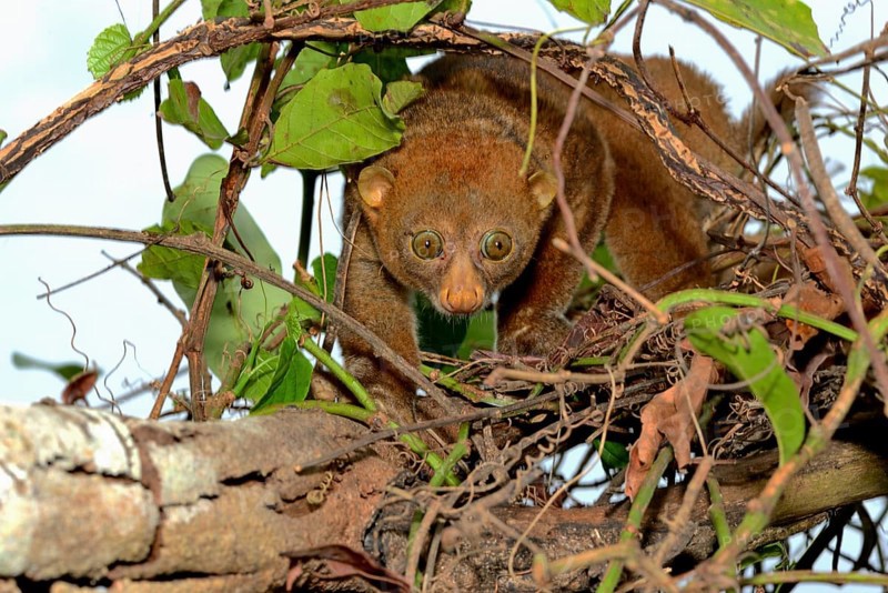 Bosman's potto