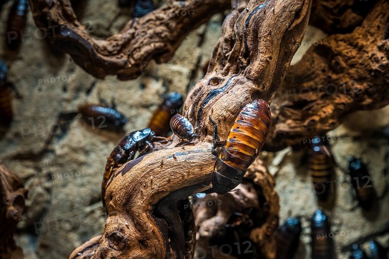 Cockroach